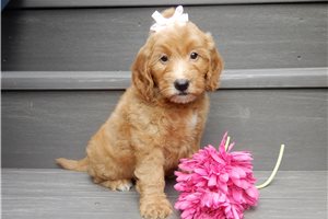Heather - Mini Goldendoodle for sale