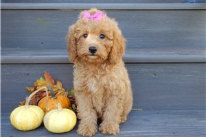 Sheila - Mini Goldendoodle for sale