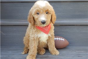 Gavin - Goldendoodle, Mini for sale