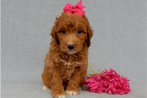 Alexia - Goldendoodle, Mini for sale