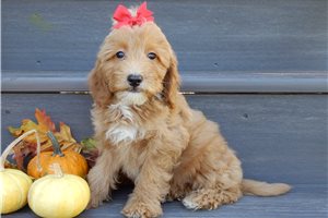 Harrietta - Mini Goldendoodle for sale
