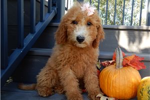 Eloise - Goldendoodle, Mini for sale