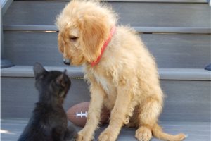 Deke - puppy for sale