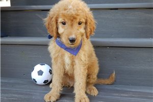 Deke - puppy for sale