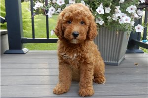 Damien - Goldendoodle, Mini for sale