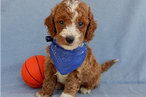 Simon - puppy for sale