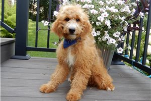 Ames - Goldendoodle, Mini for sale