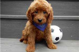 Bodie - puppy for sale