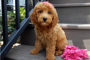 Delilah - Goldendoodle, Mini for sale