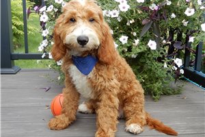 Bash - Goldendoodle, Mini, placed in Mansfield