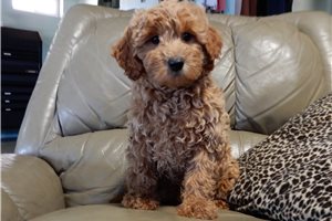 Alford - Mini Goldendoodle for sale