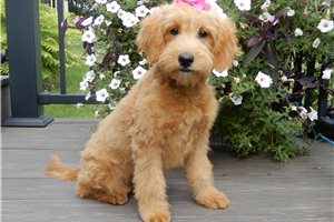 Sidney - Goldendoodle, Mini, placed in Mansfield