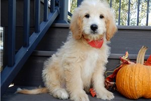 Jacoby - Goldendoodle, Mini for sale