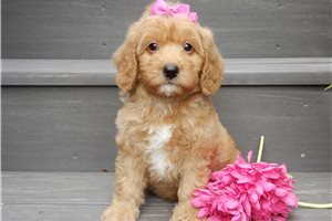 Hazel - Mini Goldendoodle for sale