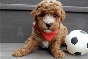 Alvin - Mini Goldendoodle for sale