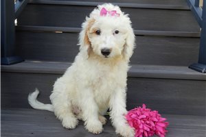 Gypsy - puppy for sale