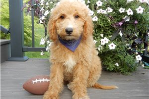 Gleeson - puppy for sale