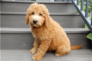 Amigo - Goldendoodle, Mini for sale
