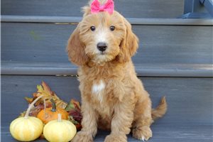 Heather - Mini Goldendoodle for sale