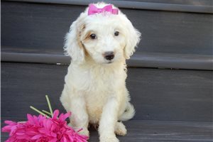 Gypsy - puppy for sale