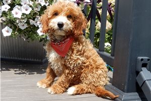 Billy - Goldendoodle, Mini for sale