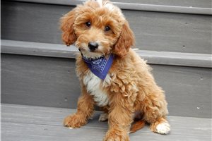 Brent - Goldendoodle, Mini for sale
