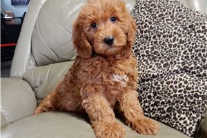 Baxter - Mini Goldendoodle for sale