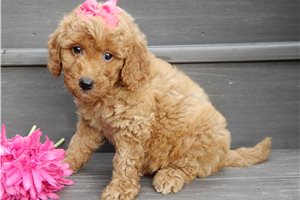 Drue - puppy for sale