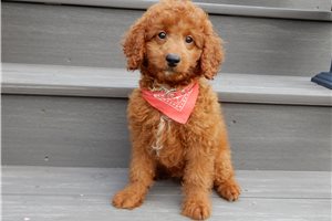 Benjamin - Goldendoodle, Mini for sale