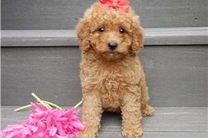 Sheila - puppy for sale
