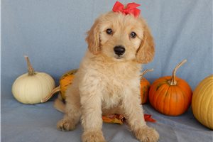 Hadley - puppy for sale