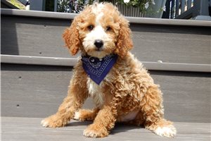 Bronx - Goldendoodle, Mini for sale