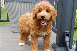 Alexia - Goldendoodle, Mini for sale