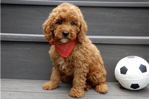 Bentley - puppy for sale