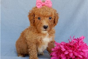 Shirley - puppy for sale