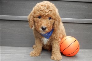 Herald - puppy for sale