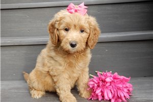 Diana - puppy for sale