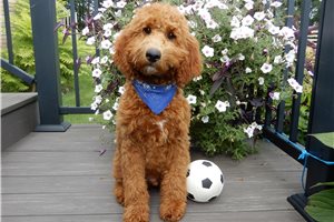 Damien - Goldendoodle, Mini for sale