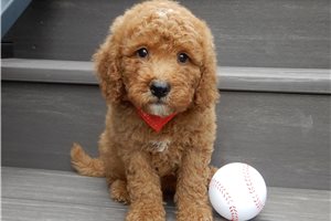 Herbert - puppy for sale