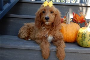 Enola - Goldendoodle, Mini for sale