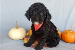 Henry - puppy for sale