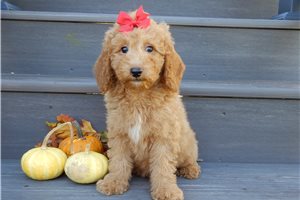 Harper - Mini Goldendoodle for sale