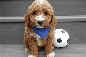 Layton - Goldendoodle, Mini for sale