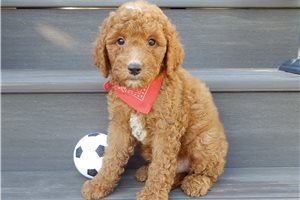 Dervish - puppy for sale