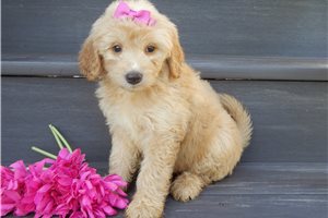 Gretal - puppy for sale