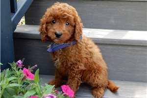 Benjamin - Mini Goldendoodle for sale