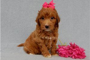 Alexia - Goldendoodle, Mini for sale