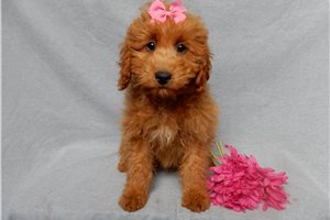 Kaitlin - puppy for sale