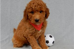 Amigo - Mini Goldendoodle for sale