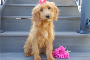 Donna - Mini Goldendoodle for sale